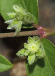 Image result for Psilotrichum sericeum