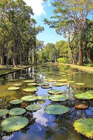 Mauritius Giant Water Lilies In The Pamplemousses Botanical Garden 2 Avec Images Paysage Ile Ile Maurice Joli Jardin