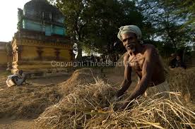 India Farmer At Work Rice Harvest South India Threeblindmen Photography Archive South India India Tamil Nadu