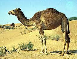 Ship of desert, camel is used for economical and social values since hundreds of years. Fact Do You Know Why Camel Is Called Ship Of The Dessert Eustat