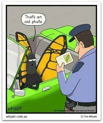 Butterflies just aren't what they used to be. 9 Butterfly Humor Ideas Humor Butterfly Bones Funny