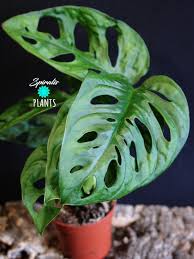While this plant is often referred to as the split leaf philodendron it's not truly a philodendron at no need to worry this is simply a baby plant. Monstera Adansonii Swiss Cheese Vine Plant Uk Spiralis Plants Online House Plants Uk