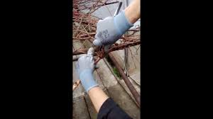 Check spelling or type a new query. TÄƒiere Vie In BoltÄƒ Youtube