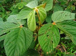 Image result for Flemingia