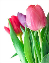 Look through examples of musim bunga translation in sentences, listen to pronunciation and learn grammar. 11 January 2010 Welcome All English Teachers Around Malaysia