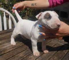 Miniature English Bull Terrier Puppies For Sale English Bull Terrier Puppy Bull Terrier Puppy Bull Terrier