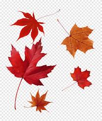 The sight of the changing japanese maple and ginkgo leaves together with red spider lilies, which produce red flowers, are incredibly beautiful in the autumn. Japanese Maple Autumn Leaf Color Red Maple Maple Leaf Leaf Maple Leaf Png Pngegg