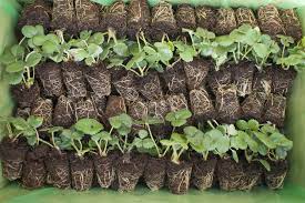 How To Plant And Grow Plug Plants Van Meuwen