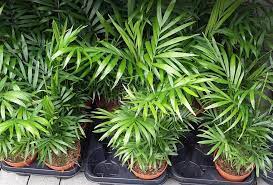 Our favorite is golden pothos, but feel free to use any type of pothos you like. Plants For The Cage Madcham De