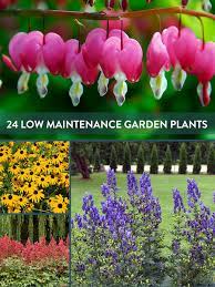 Round Up 24 Of The Best Low Maintenance Plants For Your Garden Low Maintenance Garden Plants Low Maintenance Plants Low Maintenance Garden