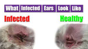 Dogs have long ear canals that hold water after they have had a bath, a swim or are exposed to water. Dog Ear Infection Youtube