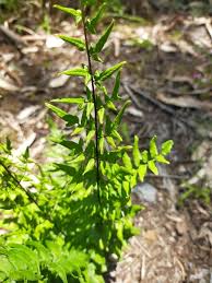 Image result for Cheilanthes viridis