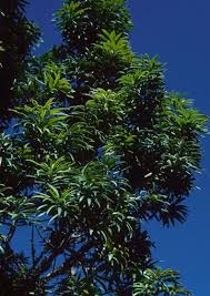 Image result for Oldfieldia macrocarpa