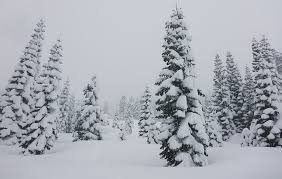 Lake tahoe snow report 1/2/2020. Cross Country Skiing On The South Shore Of Lake Tahoe Tahoe Trail Guide