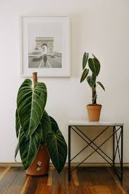 Image result for Selago lacunosa