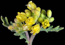 Image result for Rorippa