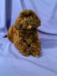 Shichons are a cross between a bichon frise and shih tzu. Shih Tzu Bichon Puppies For Sale Shih Tzu Bichon Breeder In Iowa