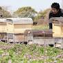 レンゲハチミツ楽しみ 阿久比の田んぼに巣箱設置、農業まつりで販売へ：中日新聞Web