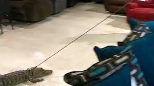 Alligator crawls into mattress