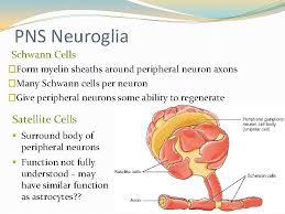 What is the cell body function. Nervous System Organization November 6 2019 Nervous System