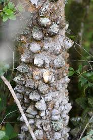 Image result for Zanthoxylum capense