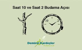 Ağaç dikimi yapmak için yaşadığınız bölgenin hava koşullarıyla alakalı ne zaman dikeceğinizi bilmiyorsanız ya da dikkat etmeniz gereken noktaları bilmiyorsanız aşağıda olan adımları okuyarak uygun zamanı ve ne zaman dikileceğini öğrenebilirsiniz. Meyve Agaci Budama Resimli Anlatim Demirel Kardesler Fidancilik