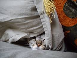 Mit jdm unter einer decke stecken. Die Katze Unter Der Decke Katzen Artikel Die Tier Welt Com