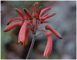 Image result for Aloe haroniensis