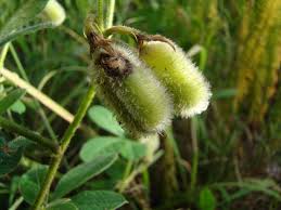 Image result for Dicliptera pumila