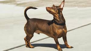 This means he is half chihuahua, quarter beagle and a quarter dachshund. Dachshund Min Pin Mix Doxie Pin New Adorable Designer Breed