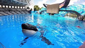 Today, Trua - one of the SeaWorld Orlando pod's most playful whales - turns  11! Click here to hear from one of Trua's biggest fans:  http://bit.ly/2frmFnP and help us wish him a