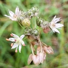 Image result for Alliaceae