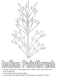 Paint brush coloring page back. Indian Paintbrush Coloring Pages
