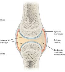 A normal human joint, such as the knee, develops less friction than even the most perfect ball bearing. Synovial Joint Wikipedia