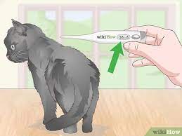 4 Ways To Check A Cat For Fever Wikihow