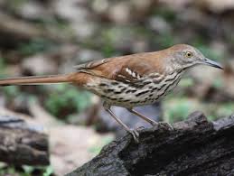 Brown Birds Of East Texas Brown Thrasher Southern Us In Our Yard Brown Thrasher Backyard Birds Thrasher
