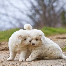 Maybe you would like to learn more about one of these? 12 Dog Breeds That Only Have White Coats