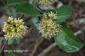 Image result for Pisonia aculeata