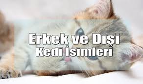Erkek Ve Disi Kedi Isimleri Muffian Hayattan Haberler
