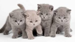 Kucing jenis british rambut pendek adalah kucing ras yang populer di indonesia, harga kucing british shorthair termasuk sangat mahal. Makanan Untuk Anak Kucing British 25 Gambar Bolehkah Mereka Memberi Makanan Kering Semak Semula Suapan Premium Terbaik Dan Pilihan Lain