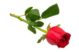 Free roses stock video footage licensed under creative commons, open source, and more! Red Rose Flower Branch Png Images Raw Free Download Pikbest