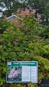 Image result for Vernonia filipendula