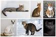 Category:Cat breeds by country of origin - Wikipedia