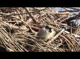 Pin On Oiseaux