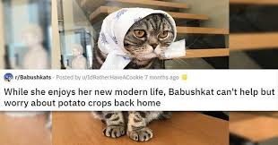 Babushkats Looking To Fill Your Belly With Borscht Funny Cat Photos Funny Cats Cat Memes