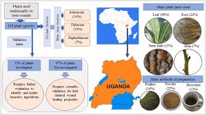 Image result for Rhynchosia usambarensis
