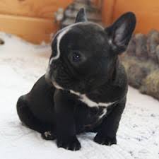 Black And White Frenchie Dog French Bulldog Puppies Wallpapers Hd Quality French Bulldog Puppies Bulldog Puppies Baby Animals