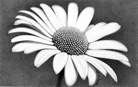 Mazzo di fiori disegno a matita. Margherita Fiore Disegno A Matita Disegno Di Fiori San Valentino Idee