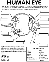 Maybe you would like to learn more about one of these? Human Eye Coloring Page Crayola Com