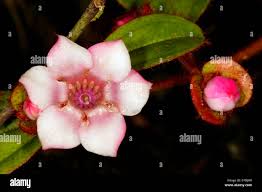 Image result for Dissotis glandulosa